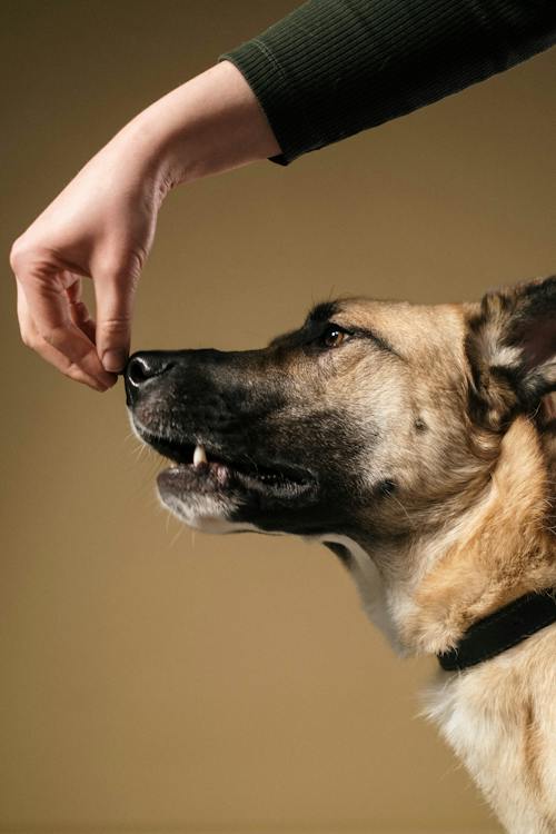 Sierra Canine Revolutionizes Service Dog Training in California